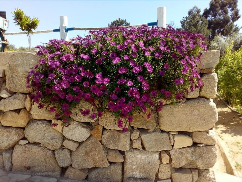 Quinta Ribeiro Tanquinhos Guest House Tancos ภายนอก รูปภาพ